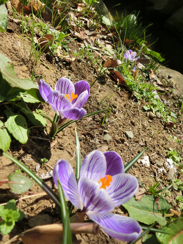 千川上水で見つけた春の花〈前編〉 2020.3月上旬撮影 クロッカス、紫