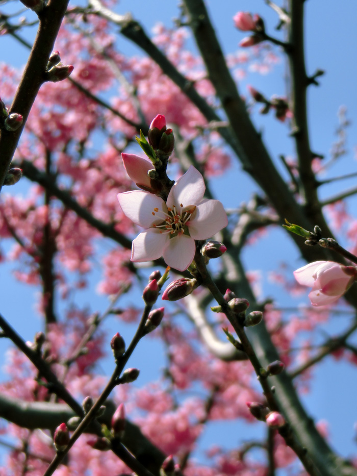 アーモンドの花 3月中旬撮影〈2020、2019年 路上観賞〉と〈2020年 花と