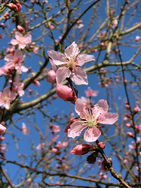 アーモンドの花 3月中旬撮影〈2020、2019年 路上観賞〉と〈2020年 花と