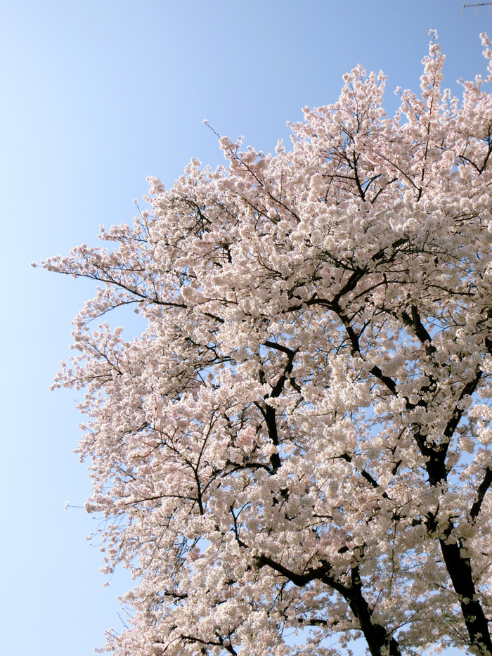 桜・染井吉野、石楠花、山吹 3月下旬～4月中旬撮影（2019、2018 蔵出し