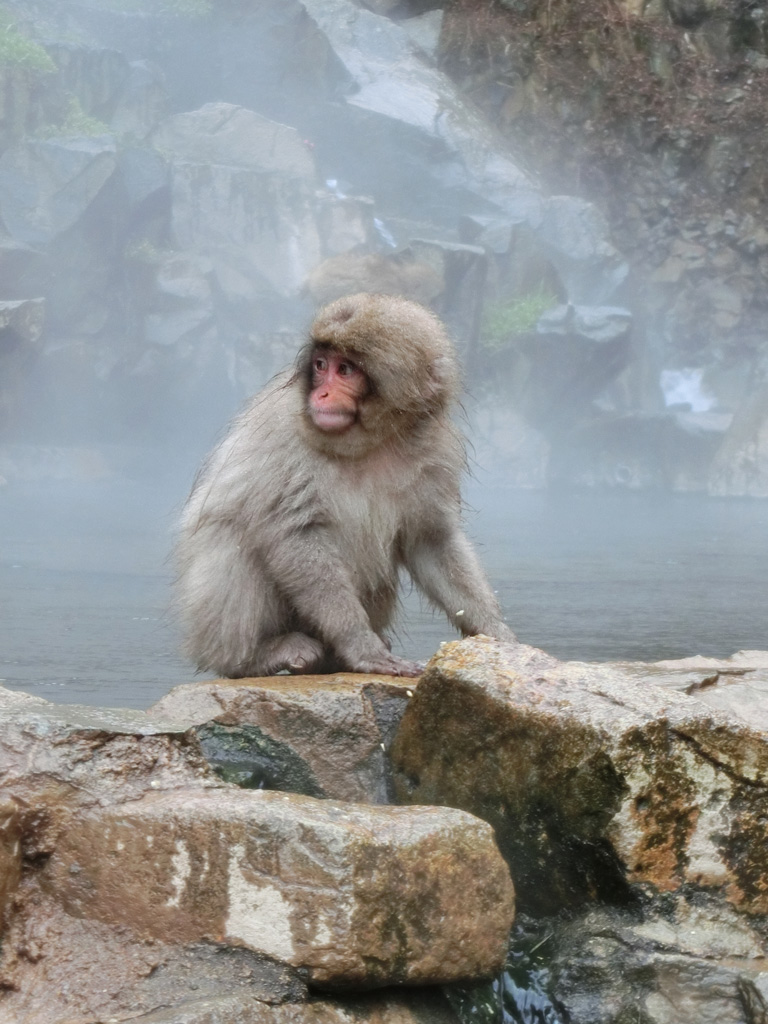 長野観光 3 地獄谷野猿公苑 Snow Monkey Park 前編 2020 3月連休撮影 K U R A D A S H I