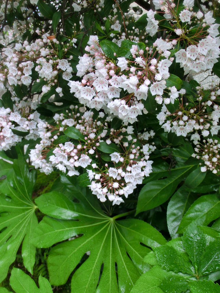 カルミア アメリカシャクナゲ 金平糖のような蕾や美しい花の形が面白い 5月中旬撮影 18年 植栽花木の観賞 K U R A D A S H I