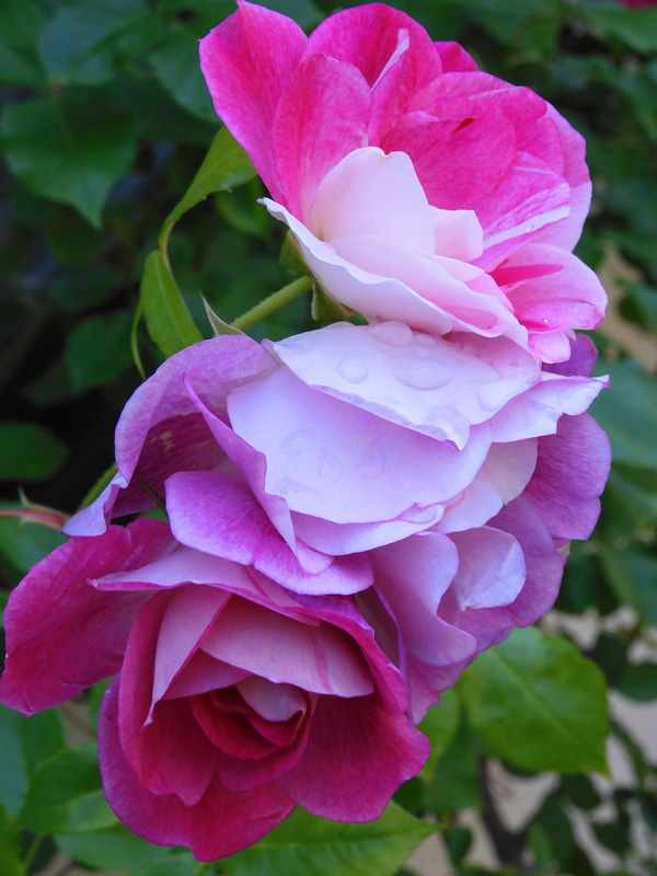 美しい5月の薔薇〈路上観賞の花〉2020.5月中旬撮影 | K U R A D