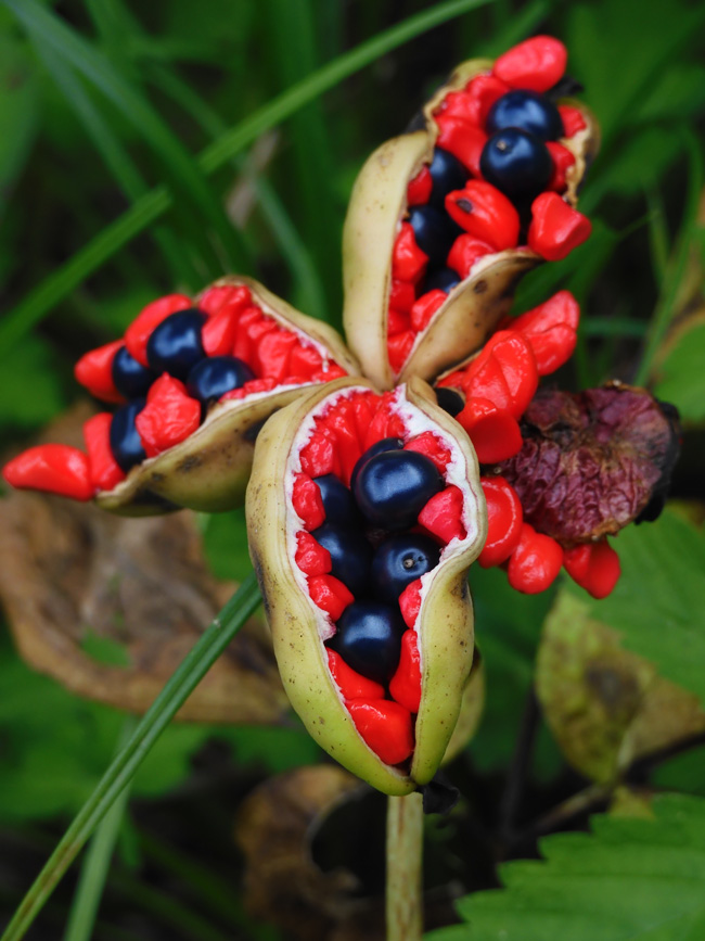 衝撃の赤と黒！ヤマシャクヤクの種 2020.8月上旬撮影〈神代植物公園