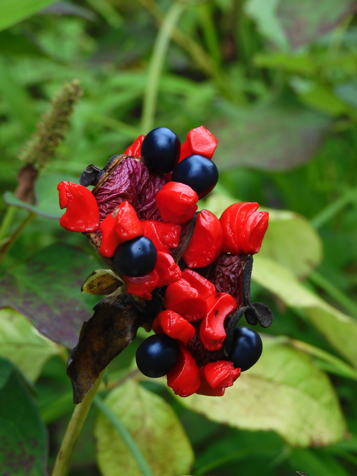 衝撃の赤と黒！ヤマシャクヤクの種 2020.8月上旬撮影〈神代植物公園