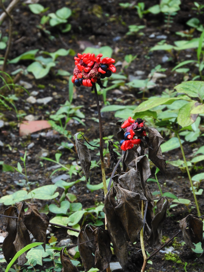 衝撃の赤と黒！ヤマシャクヤクの種 2020.8月上旬撮影〈神代植物公園