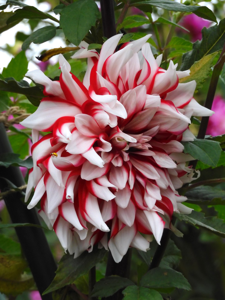 シャクヤク 花籠（はなかご） - 賭銭無の「週末はPhoto一息」