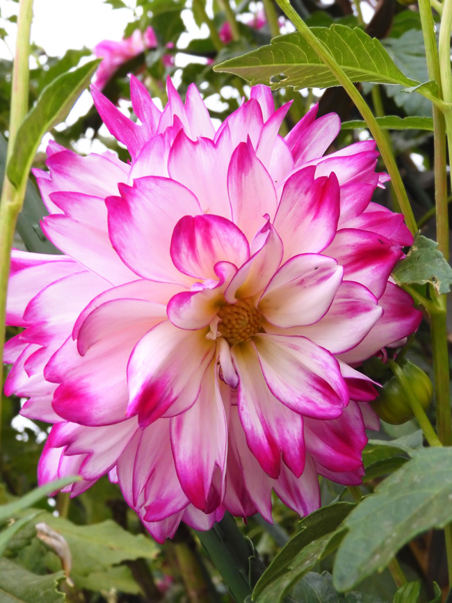 シャクヤク 花籠（はなかご） - 賭銭無の「週末はPhoto一息」