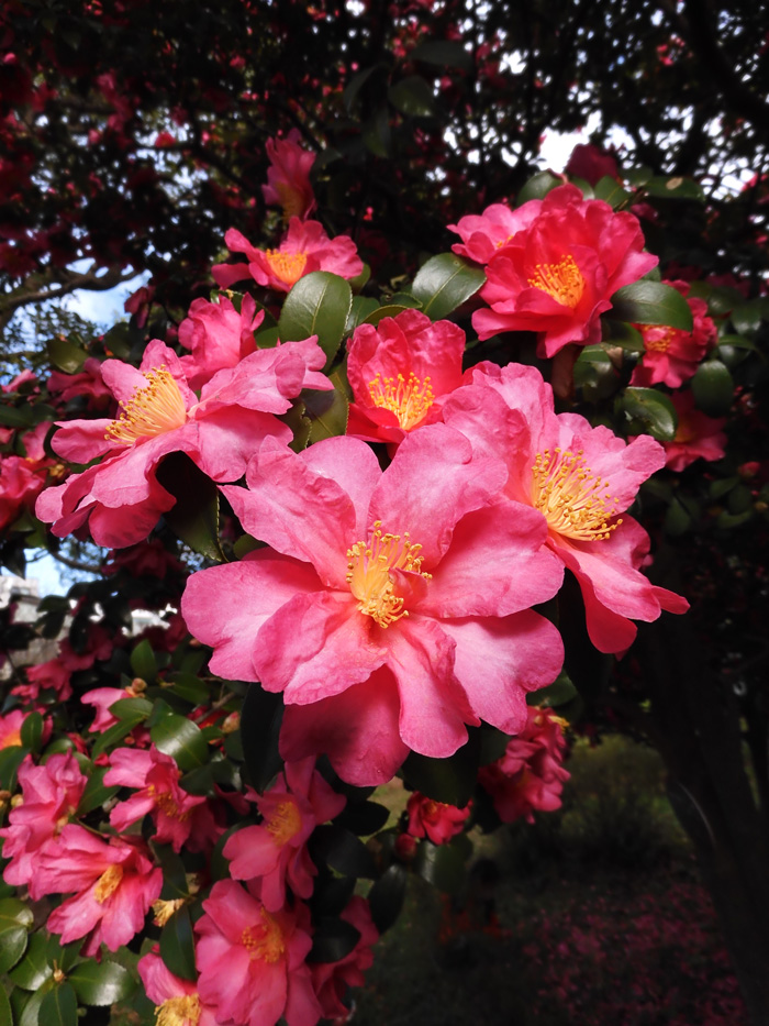 寒椿系サザンカ 2020.12月上旬撮影の花〈公園の樹木観賞〉 | K U R A D