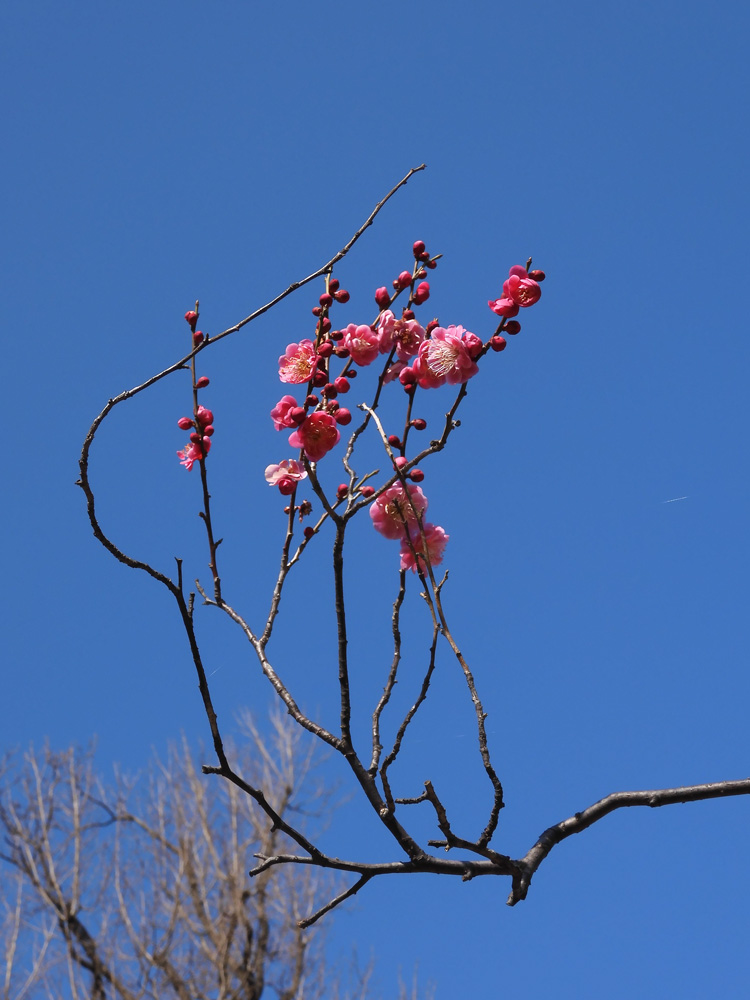 小金井公園の梅林 ピンクの花梅「鴛鴦」 2021.2月中旬撮影の花 | K U R  