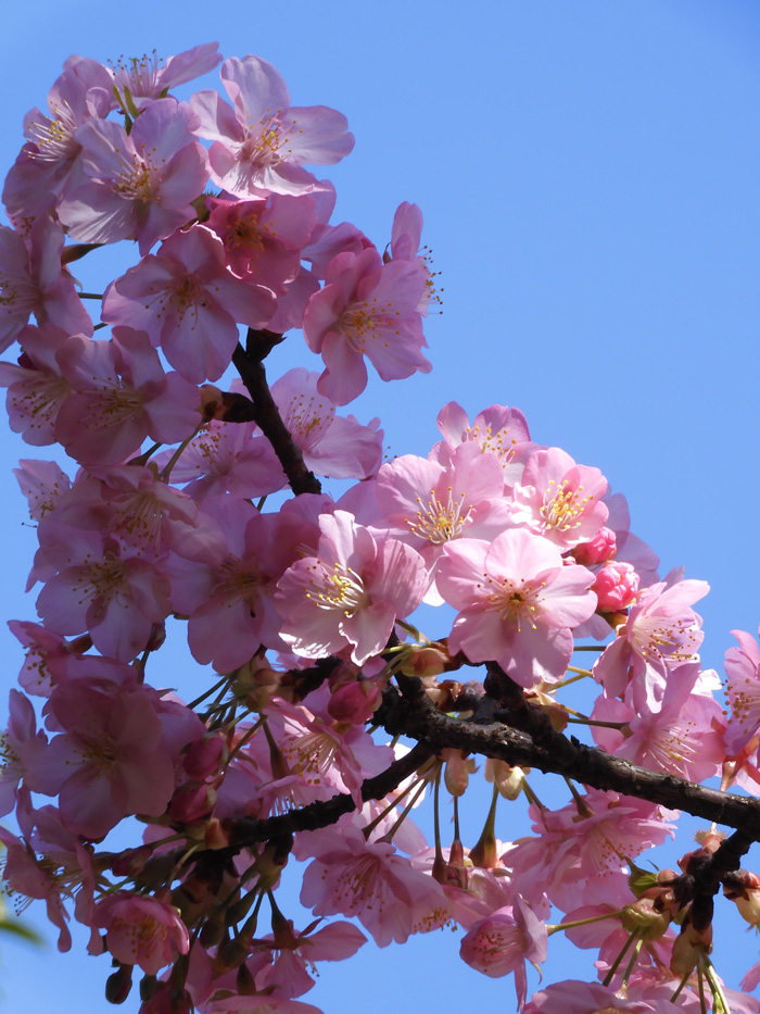 即購入可❣️②1番花 河津桜✨キラキラcharm 淀の河津桜と共に | ほぼ京都人の密やかな眺め 酒杯と歩く