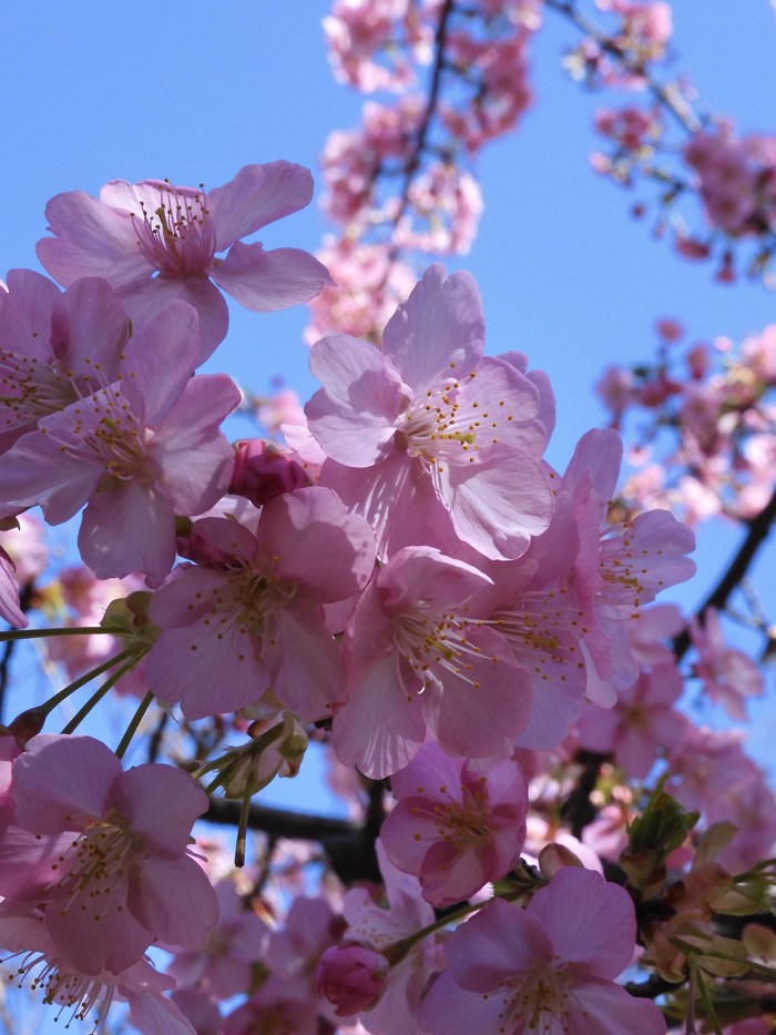 即購入可❣️②1番花 河津桜✨キラキラcharm 河津桜」ピンク色が美しい！早咲きの桜 2021.2月下旬撮影の花