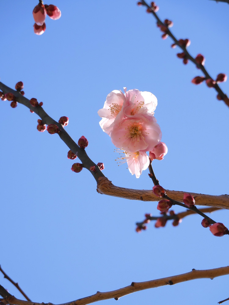小金井公園の梅林 「見驚」淡いピンクの花梅が満開！ 2月下旬（2021年