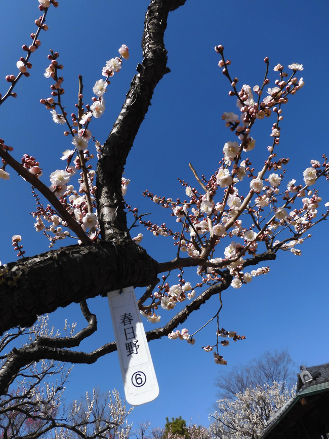 小金井公園の梅林 「春日野」「春日野の紅」 2月下旬（2021年