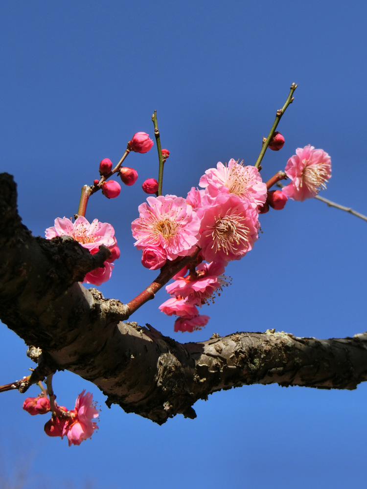 小金井公園の梅林 「春日野」「春日野の紅」 2月下旬（2021年