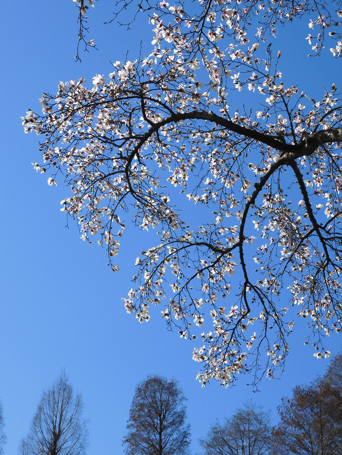 コブシ(辛夷) 白く輝く花が美しい!〈春の井の頭公園の花 コブシ(辛夷) 白く輝く花が美しい!〈春の井の頭公園の花