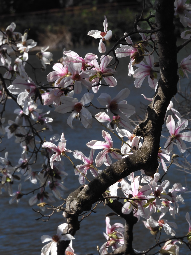 コブシ（辛夷） 白く輝く花が美しい！〈春の井の頭公園の花〉2021.3月中旬撮影 | K U R A D A S H I