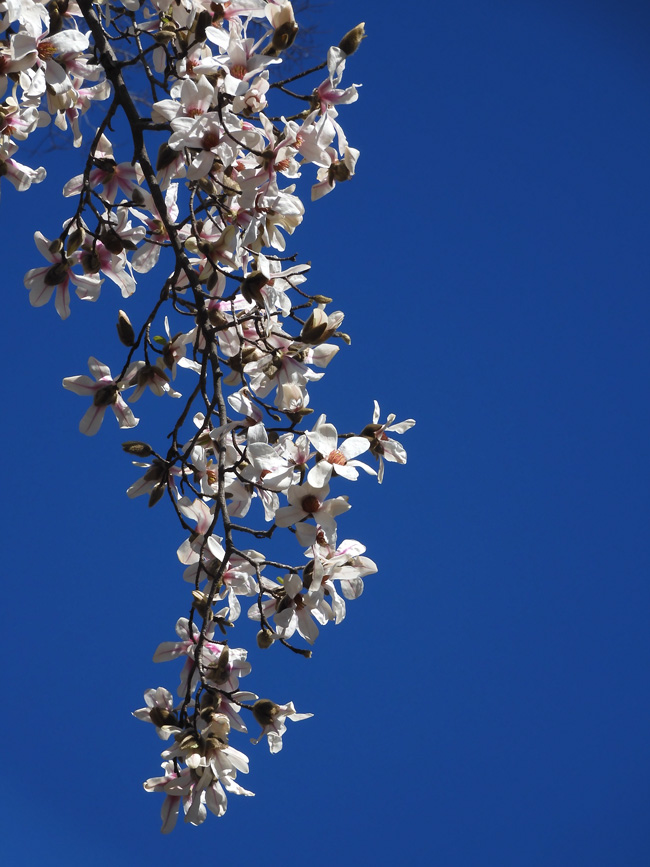 コブシ(辛夷) 白く輝く花が美しい!〈春の井の頭公園の花 コブシ(辛夷) 白く輝く花が美しい!〈春の井の頭公園の花
