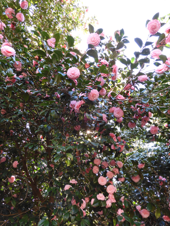 ピンクの乙女椿と絞り系八重椿〈春の井の頭公園の花〉2021.3月中旬撮影