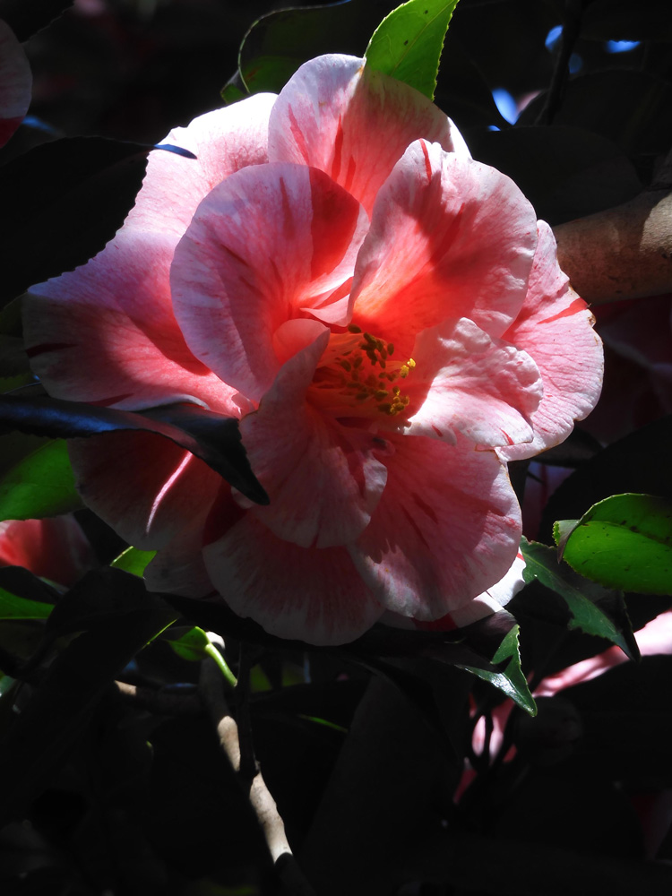 ピンクの乙女椿と絞り系八重椿〈春の井の頭公園の花〉2021.3月中旬撮影