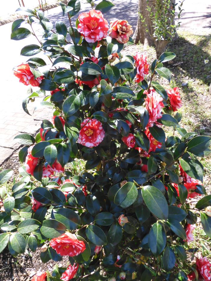 ツバキの花 紅白斑入系/絞り系八重椿〈春の井の頭公園の花〉2021.3月