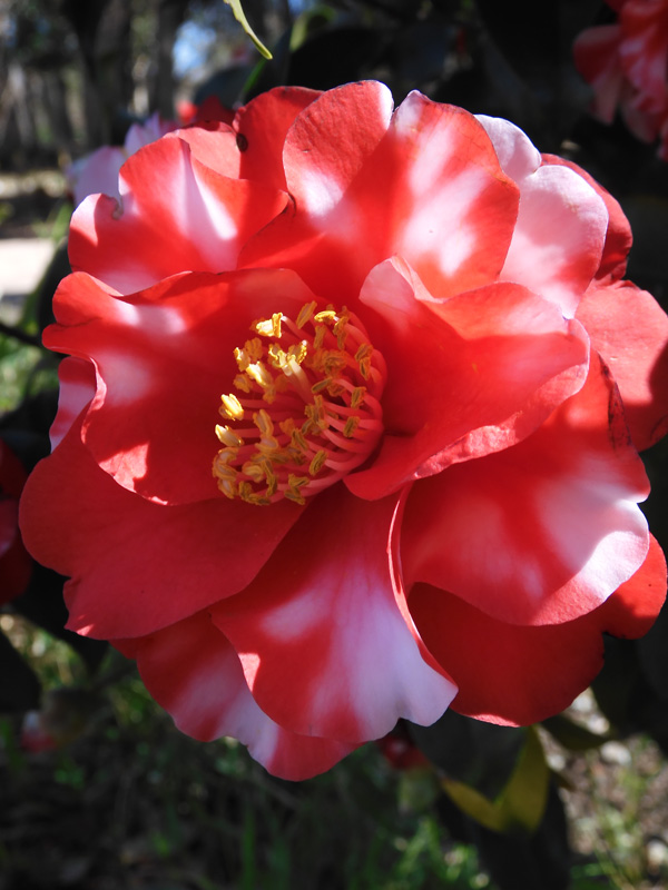 ツバキの花 紅白斑入系/絞り系八重椿〈春の井の頭公園の花〉2021.3月
