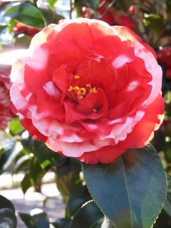 ツバキの花 紅白斑入系/絞り系八重椿〈春の井の頭公園の花〉2021.3月