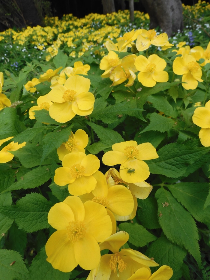 山野草、黄色系素心クマガイソウ大花芽2芽付き「1」 山野草、黄色