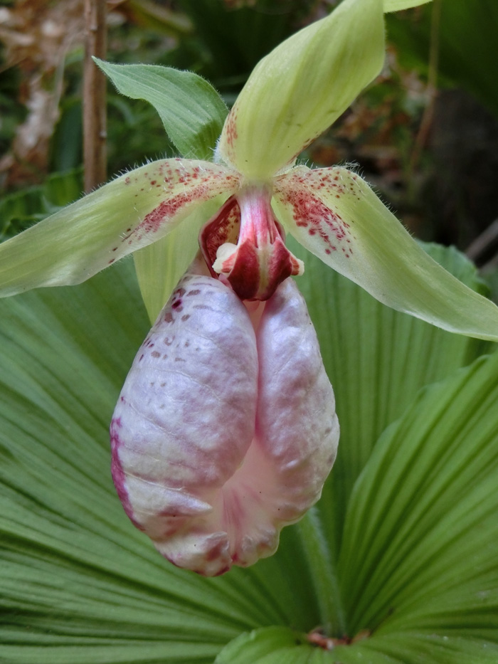 イ*ス様 山野草・野生蘭(神奈川県産・クマガイソウ④) イ*ス様 山野草・野生蘭(神奈川県産・クマガイソウ④) 島根県邑南