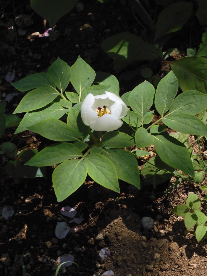 山野草 希少緑花多弁 ヤマシャクヤク 実生3年9B - メルカリ