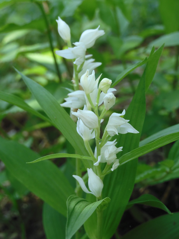 水*◆様 白花ムカデランＣ　野生ラン　山野草 水*◇様 白花ムカデランC 野生ラン 山野草 水*◇様 白花