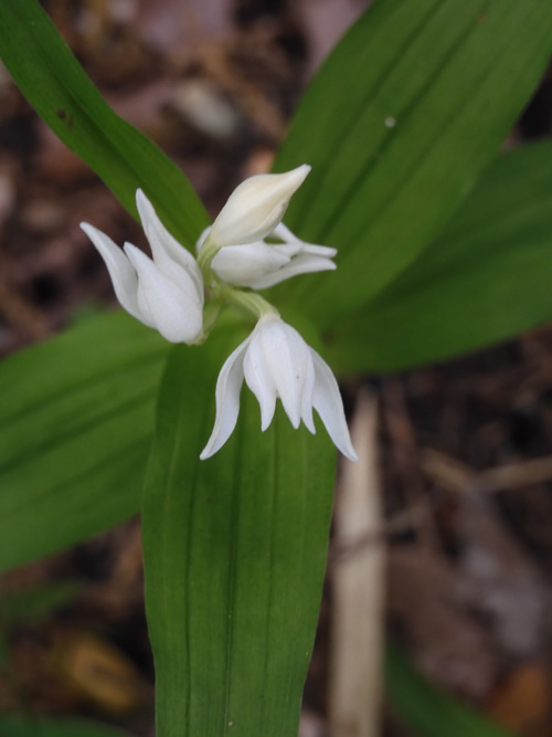キンラン、ギンランなど〈浅間山の山野草〉 2021.5月上旬撮影の