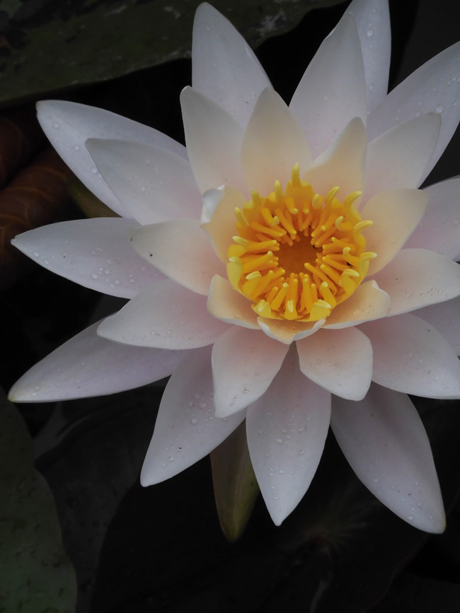 石神井公園の睡蓮 2021 5月中旬下旬撮影の花 | K U R A D A S H I