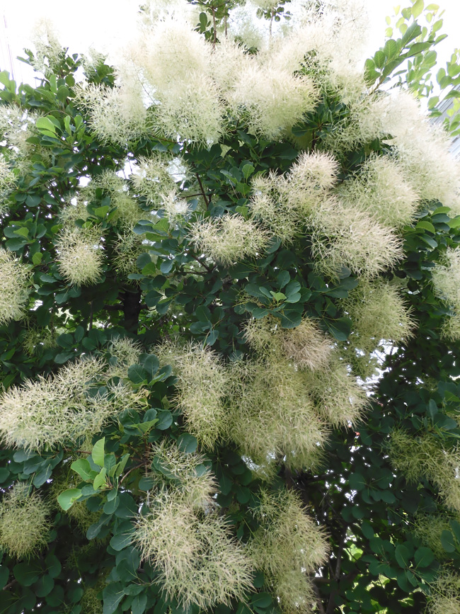 誕生日プレゼント 花かんむり 花冠 スモークツリー （スモークツリー（煙の木 スーツ・フォーマル・ドレス
