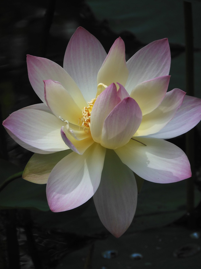 2021 蓮華 （あじさい公園の池に咲くハスの花） | K U R A D A S H I