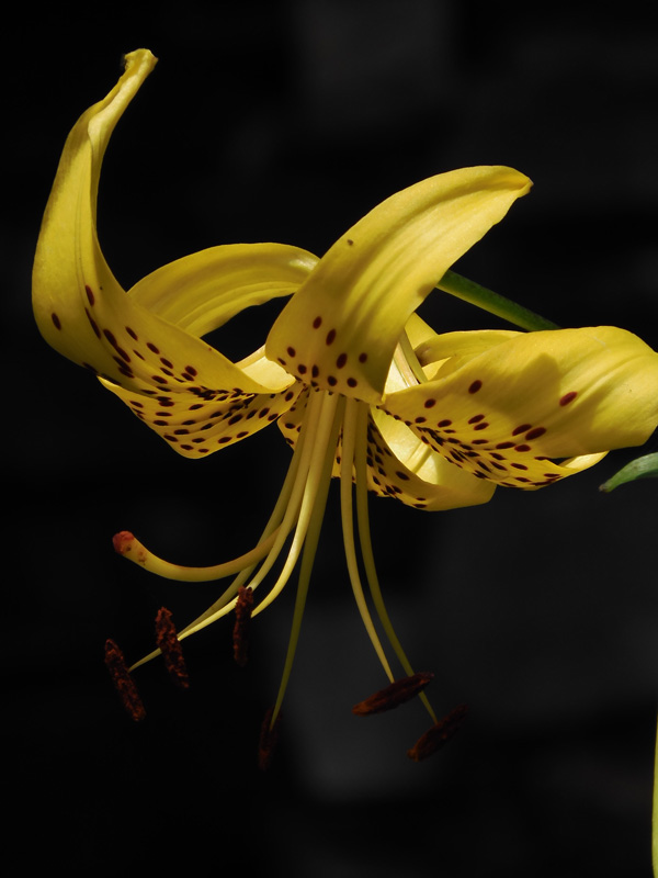 ユリ⭐︎様 ユリ⭐︎様 ユリ Yuri Reviews: Megaman ZX | MegaMan Amino