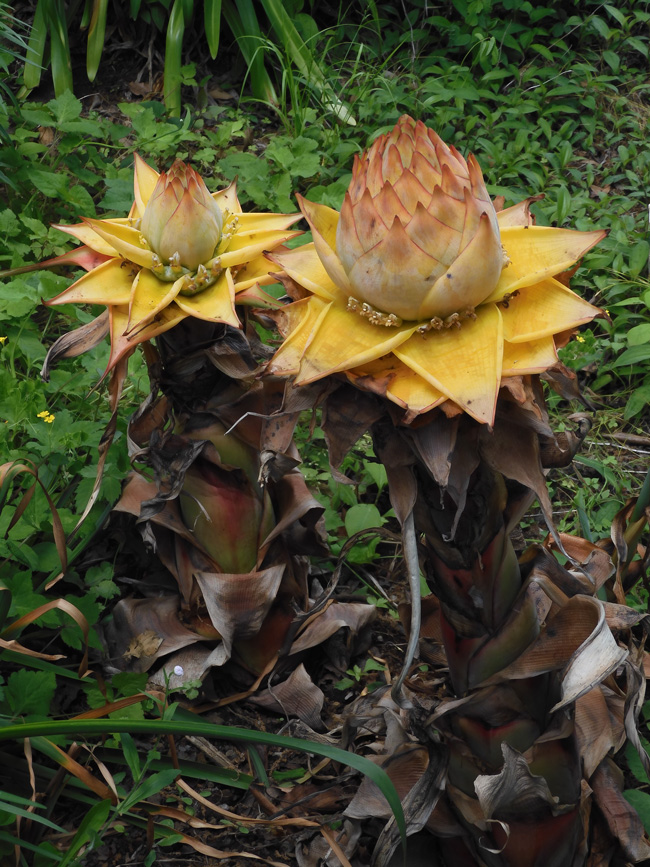 地湧金蓮（ウンナンチユウキンレン)  地湧金蓮 s-20170224202405284774.jpg