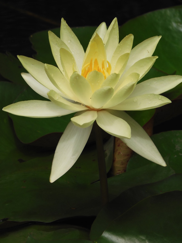 東京都薬用植物園の睡蓮 白と初観賞の黄色い温帯性スイレン