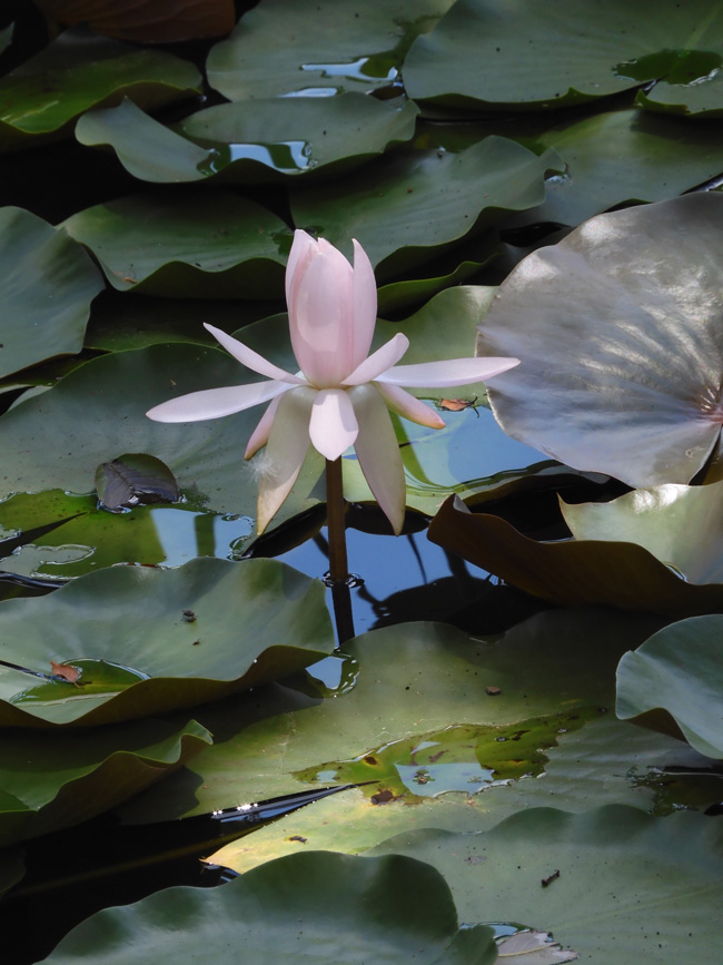 花の饗宴（花好き爺さんの睡蓮カタログ） : Tokuzeのメダカ飼育