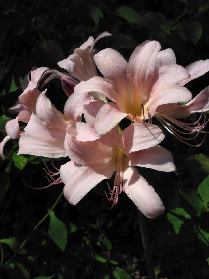 ナツズイセン（夏水仙） 2021.7月下旬撮影〈東京都薬用植物園の花