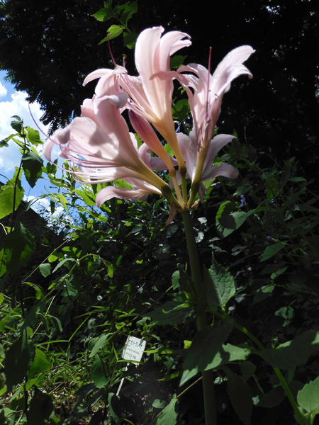 ナツズイセン（夏水仙）の判定方法 (Lycoris squamigera)