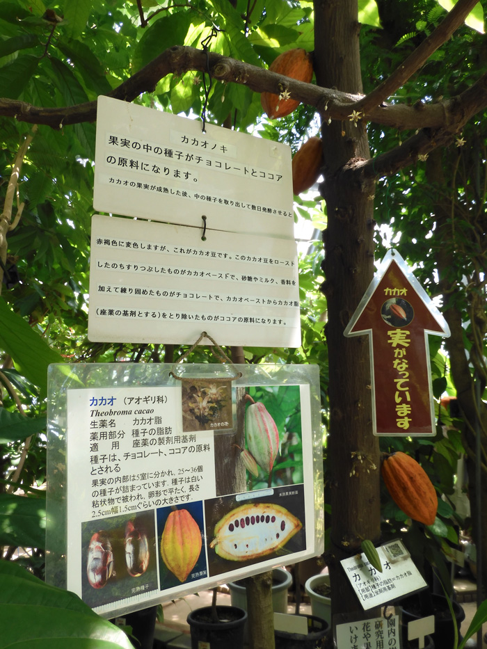 カカオ 太い幹から直接咲く小さな花と大きな果実が珍しい熱帯 カカオ 太い幹から直接咲く小さな花と大きな果実が珍しい熱帯