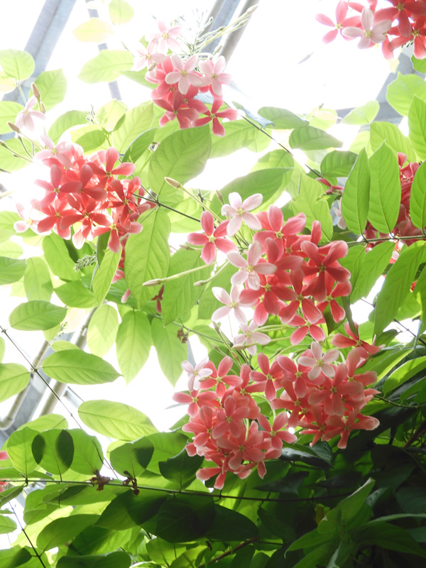 himadree☆シクンシ10株 himadree☆シクンシ10株 シクンシ（使君子） 花色が綺麗な熱帯