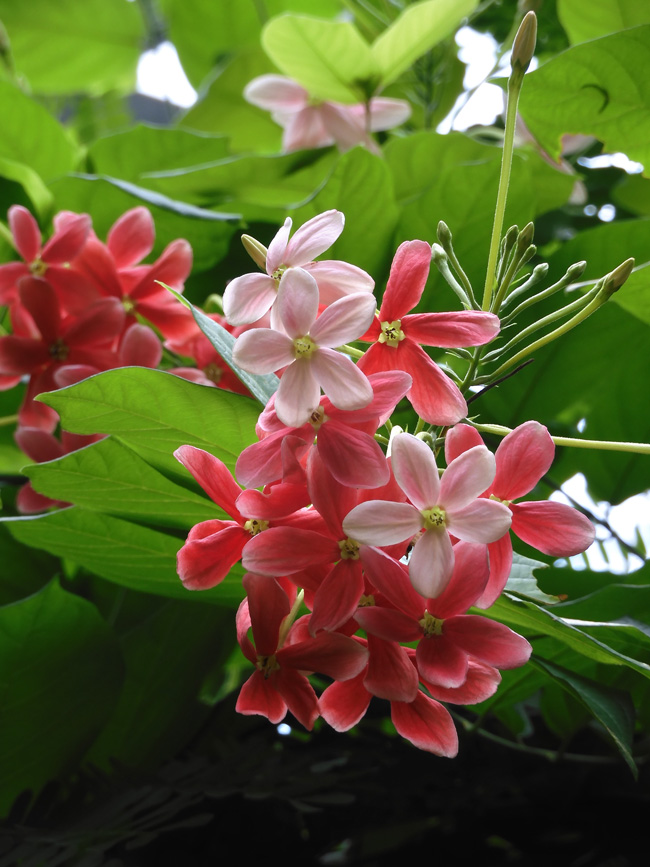 himadree☆シクンシ10株 himadree☆シクンシ10株 シクンシ（使君子） 花色が綺麗な熱帯