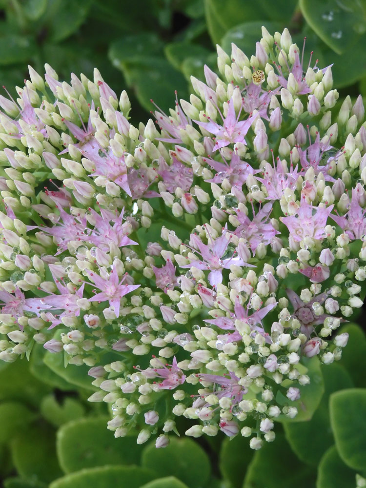 オオベンケイソウ（大弁慶草） 2021.9月上旬、7月下旬撮影〈東京都薬用