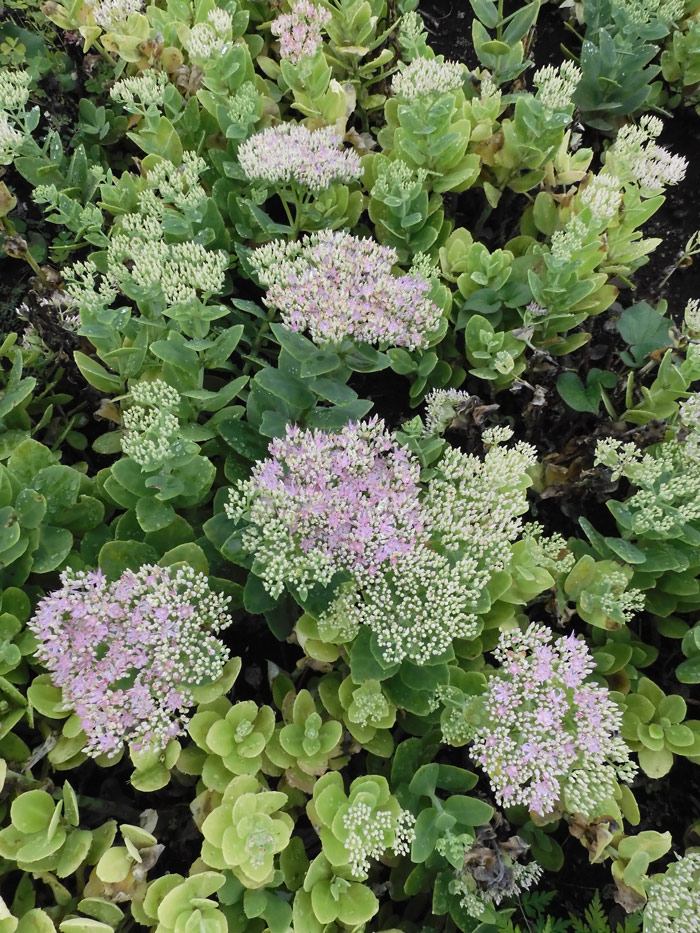 オオベンケイソウ（大弁慶草） 2021.9月上旬、7月下旬撮影〈東京都薬用