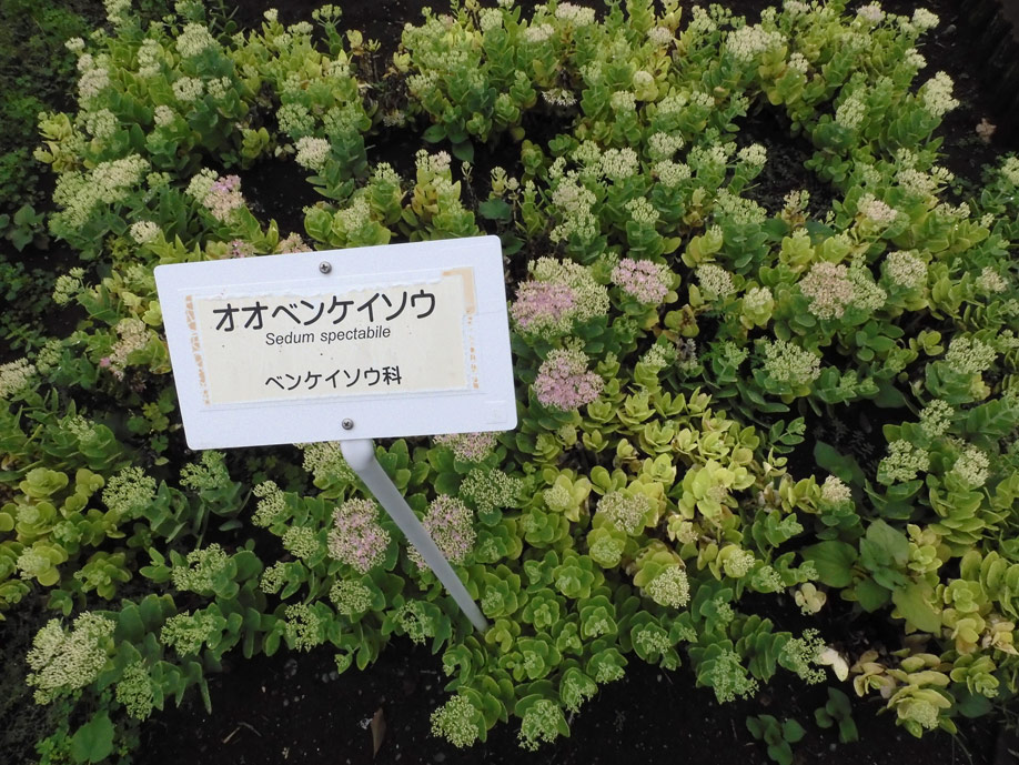 オオベンケイソウ（大弁慶草） 2021.9月上旬、7月下旬撮影〈東京都薬用