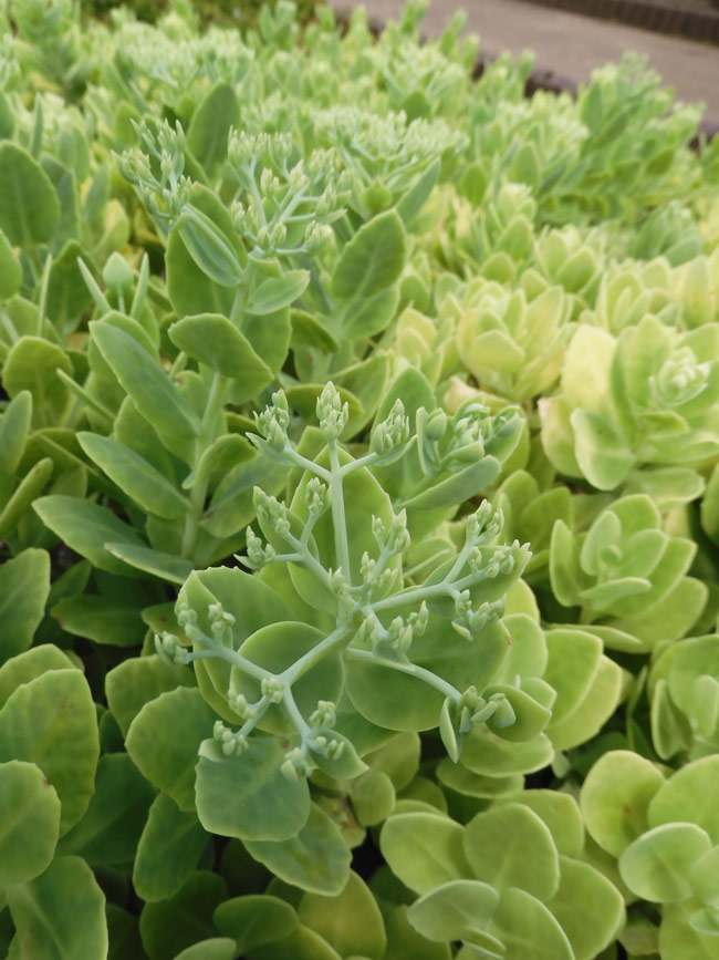 オオベンケイソウ（大弁慶草） 2021.9月上旬、7月下旬撮影〈東京都薬用