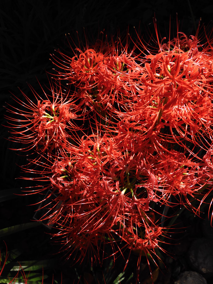 マチャケ•*¨*•.¸♬︎ 彼岸花 彼岸花街道 #彼岸花 #ヒガンバナ #曼珠沙華 #彼岸花街道 #益城町