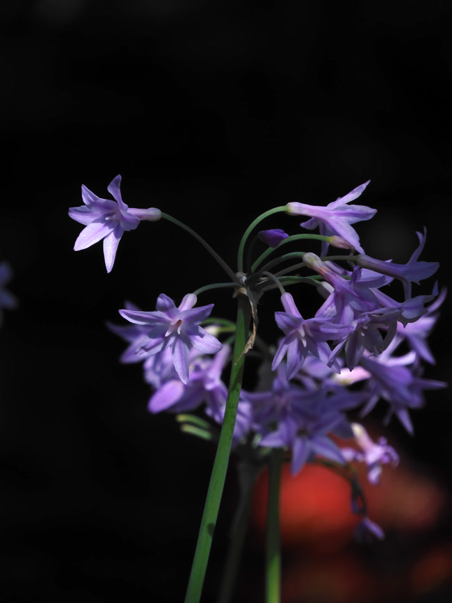 623＊花街道　261彼岸花 10月2日撮影です📸✨ 芸濃町北神山（きたこやま）花街道の彼岸花